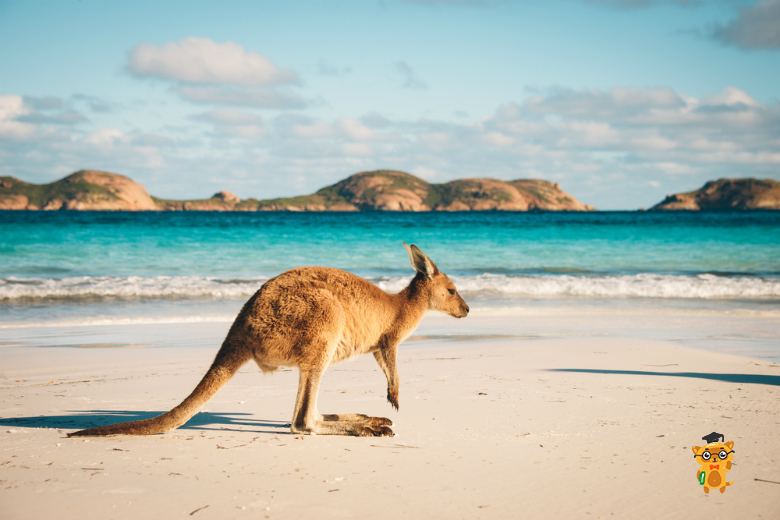 15 необычных фактов об Австралии на Learning.ua