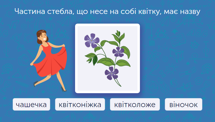 - Будова квітки